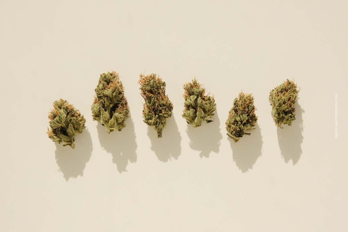 Skunk #1: Sorte, Aroma & THC Gehalt