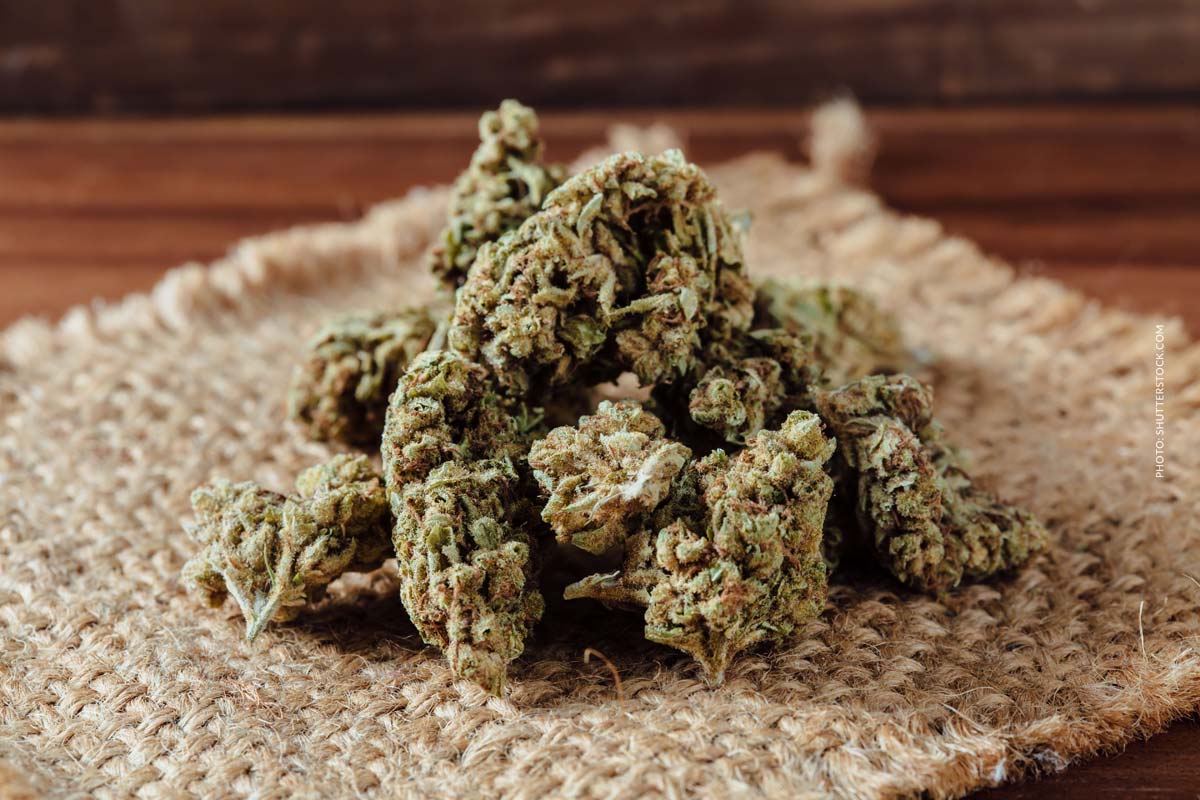 Sour Diesel: Sorte, Aroma & THC Gehalt