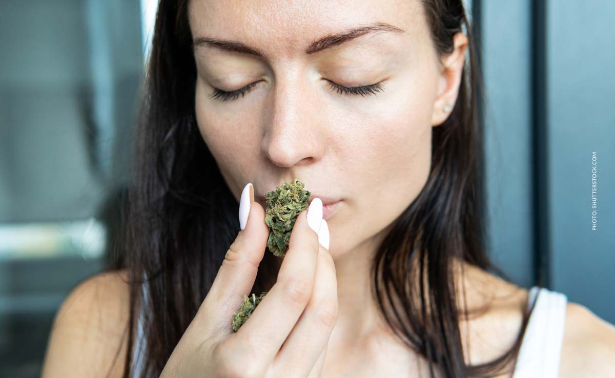 White Rhino: Sorte, Aroma & THC Gehalt