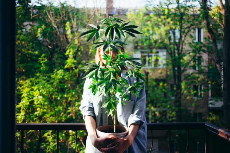 Cannabis Besitz: Strafrecht, Risiken & Folgen