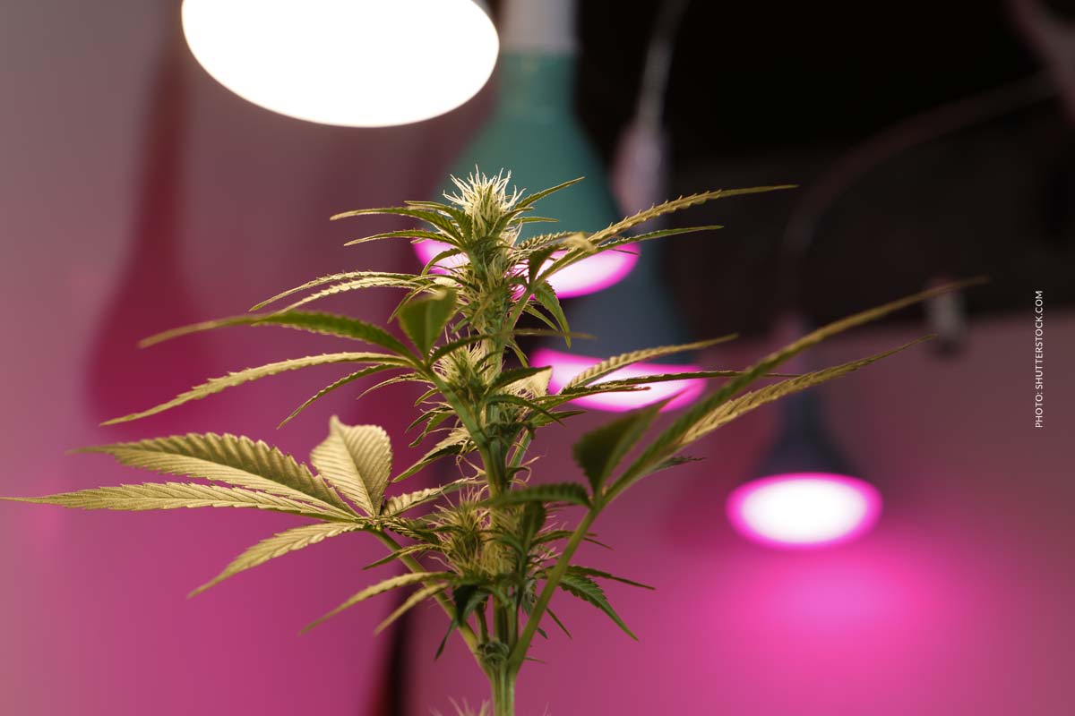 Cannabis mit Tabak: Mischung, Risiken, Alternativen & Gesundheitsschäden