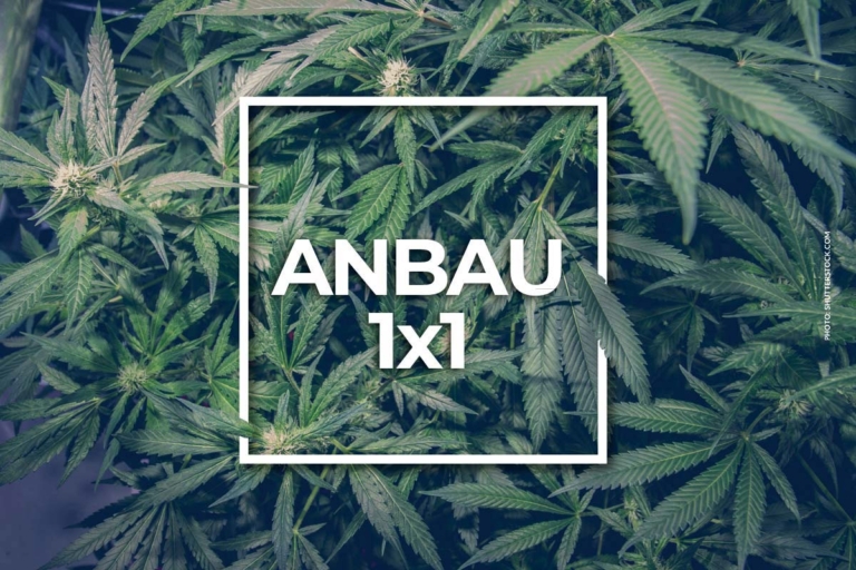 Weed lagern und einfrieren: Haltbarkeit, Konservierung & Anleitung