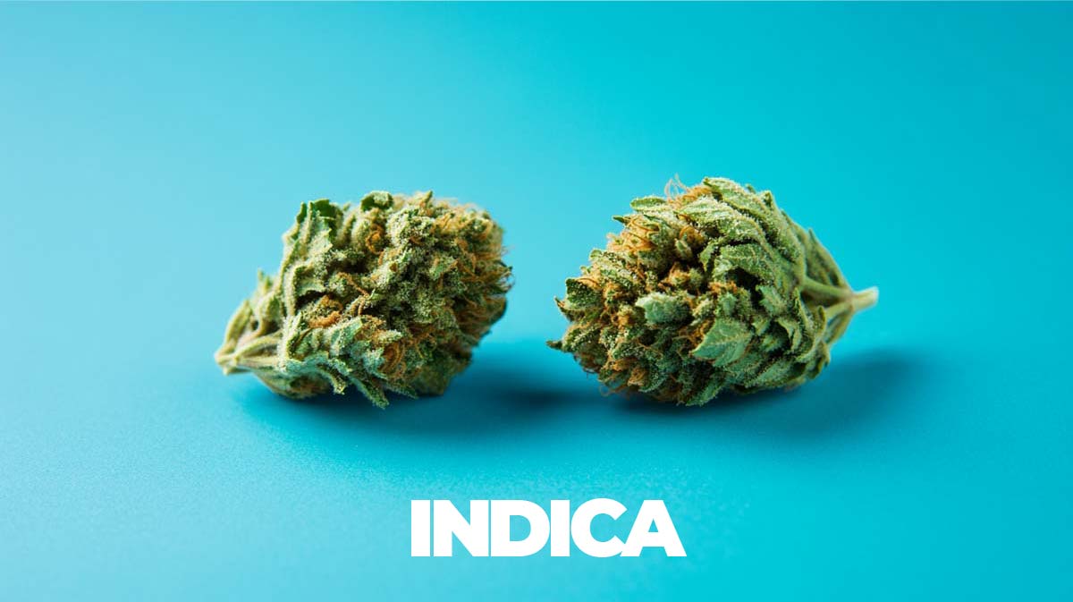 Blueberry: Sorte, Aroma & THC Gehalt