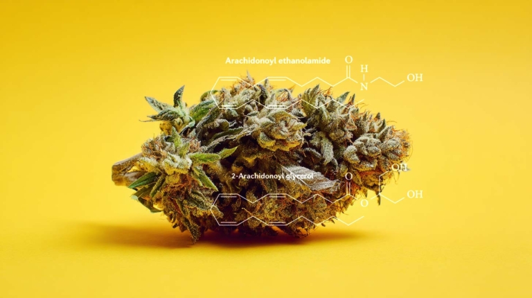Cannabis und das Gehirn: Wirkung, Forschung & Gesundheit