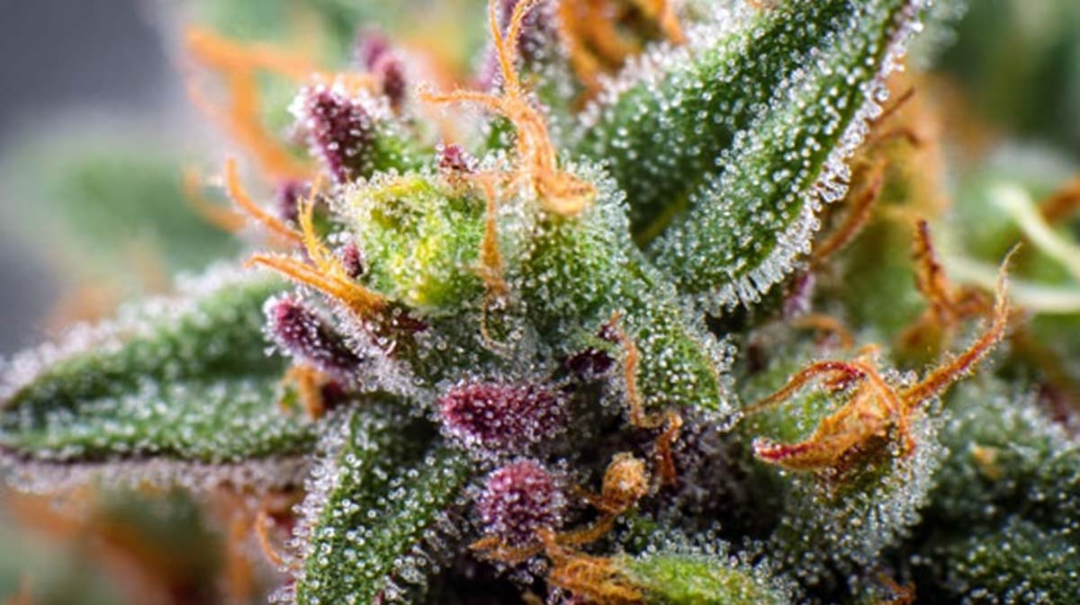 Terpene Cannabis Weed Pflanze Bluete Mikroskop Isopulegol Sabinen Valencen Wirkung Effekt Super Lemon Haze