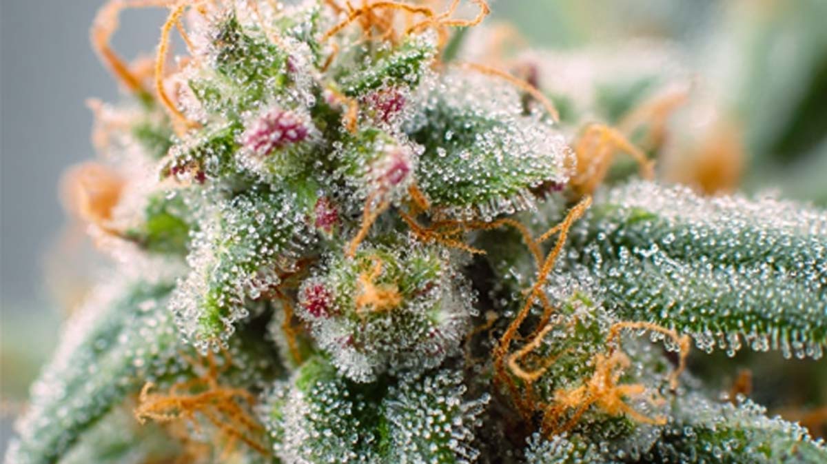 Fat Banana: Sorte, Wirkung & THC Gehalt