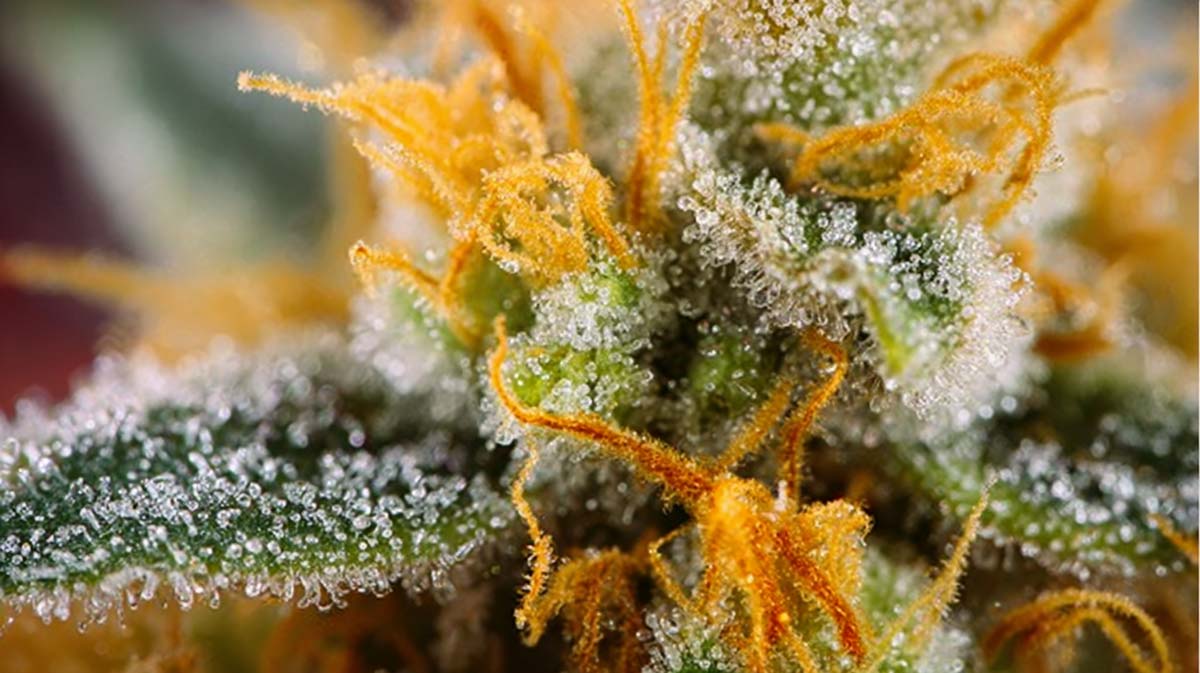 Terpene Cannabis Weed Pflanze Bluete Mikroskop Valencen Linalool Eucalyptol Wirkung Effekt Northern Lights