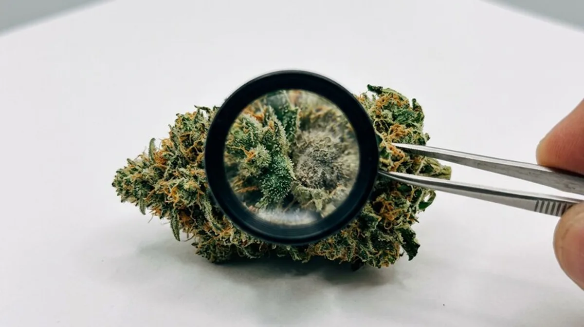 Cannabis-Angst: Behandlung, Ursachen & Hilfe